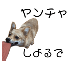 427120962