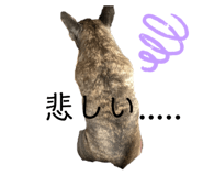 427214948