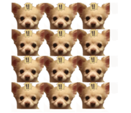 427235985