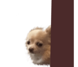 427235988