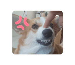 427514404
