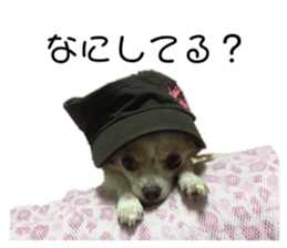 427518020
