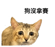 427647210