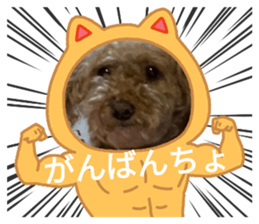 427669548