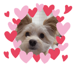 427744655