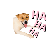 427778289