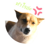 427778316