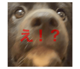 427783079