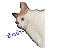 428066551