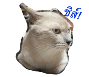 428066553