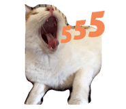 428066554