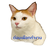 428066561