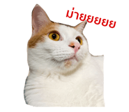 428066562