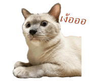 428066565