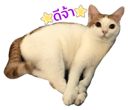 428066566