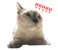 428066568
