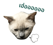 428066570
