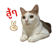428066571