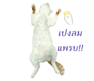 428066572