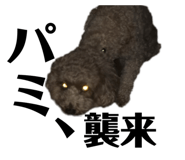 428087036