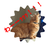 428101576
