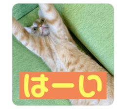 428106869