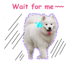 428333388