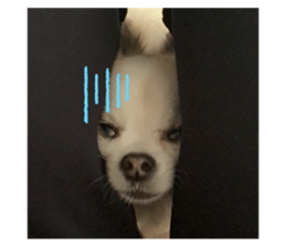 428355940