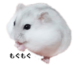 428409259