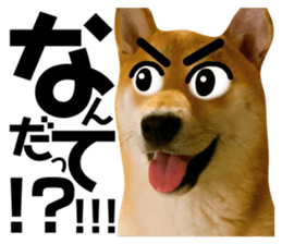 428415991