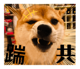 428440776