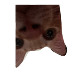 428551256
