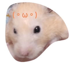 428644677