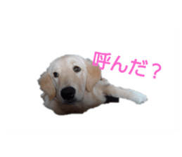 428670667