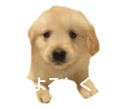 428709512