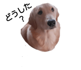 428709513