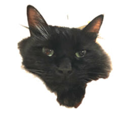 428790925