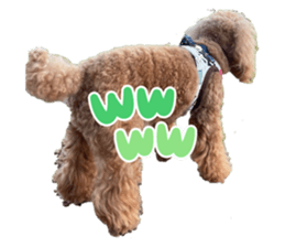 428866956