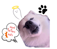 428893228