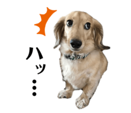 428907592