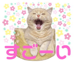 429000417