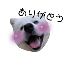 429082781