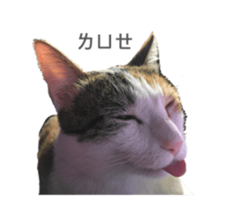 429226067