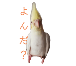429498217