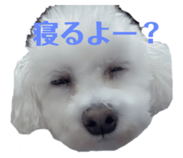 429538411