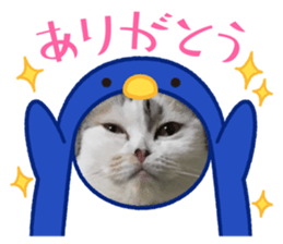 429548706