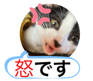 429583202