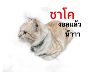 429604655