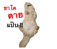 429604657