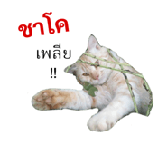 429604660